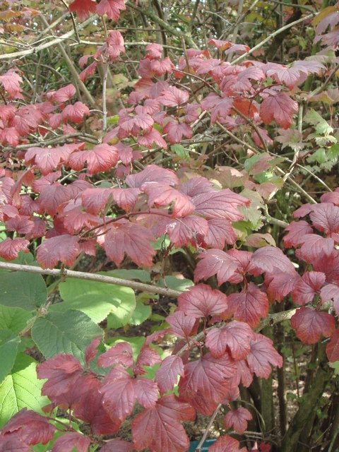 Viburnum opulus 'Roseum 'automne
